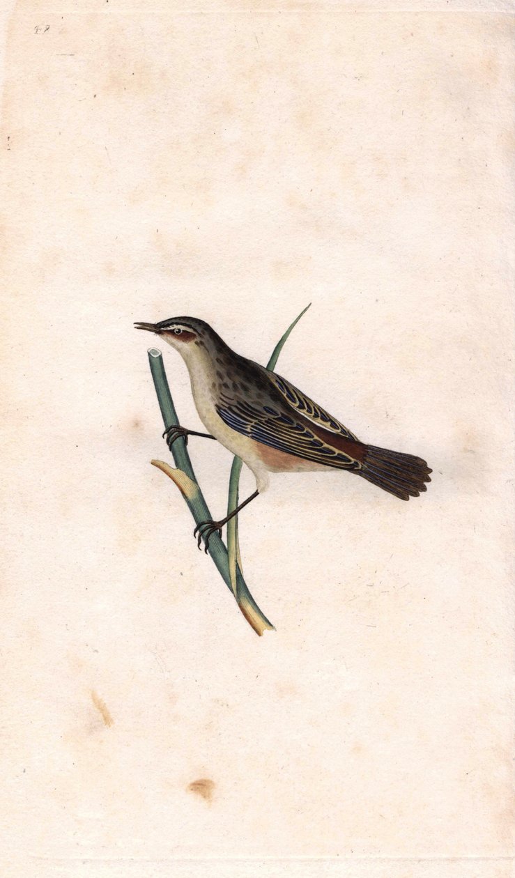 Rietzanger. Acrocephalus schoenobaenus (Motacilla salicaria). Kopergravure door Edward Donovan (1768-1837), gepubliceerd in Histoire naturelle des oiseaux britanniques, Londen door Edward Donovan