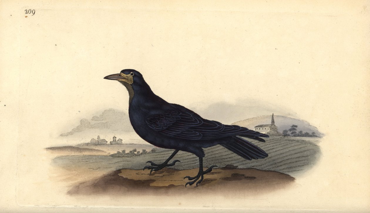 Roek, Corvus frugilegus. Handgekleurde koperplaat getekend en gegraveerd door Edward Donovan uit zijn eigen Natural History of British Birds, Londen door Edward Donovan
