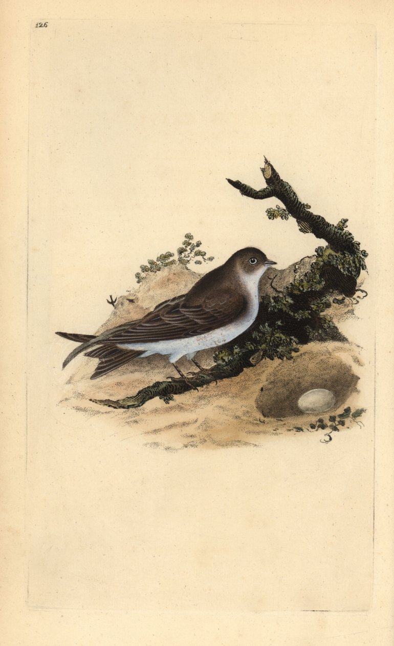 Oeverzwaluw, Riparia riparia, met nest en ei door Edward Donovan
