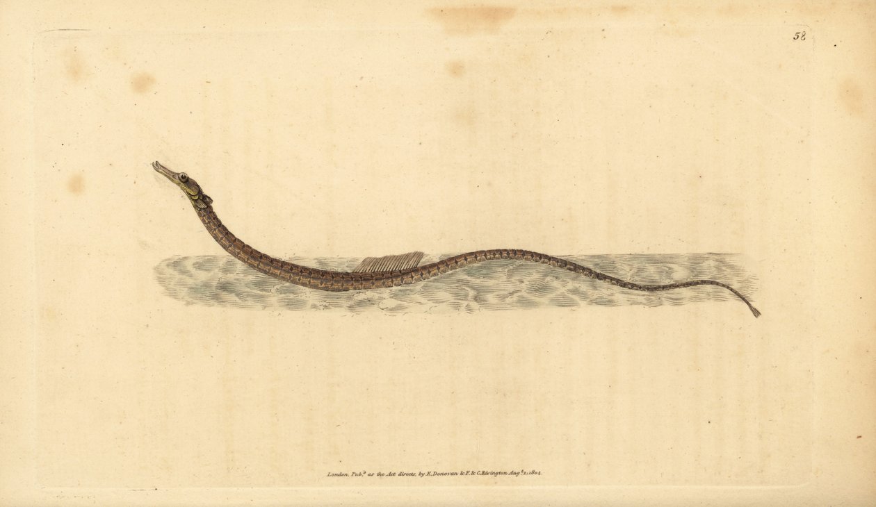 Sargassum pijpvis of pelagische pijpvis. Handgekleurde koperplaat getekend en gegraveerd door Edward Donovan uit zijn Natural History of British Fishes, Donovan en F.C. en J. Rivington, Londen door Edward Donovan