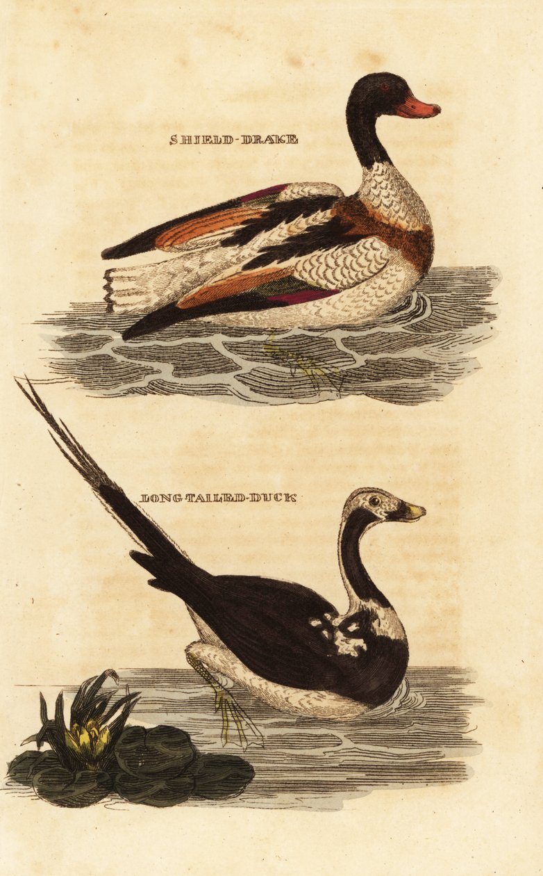 Bergeend, Tadorna tadorna, en ijseend, Clangula hyemalis door Edward Donovan