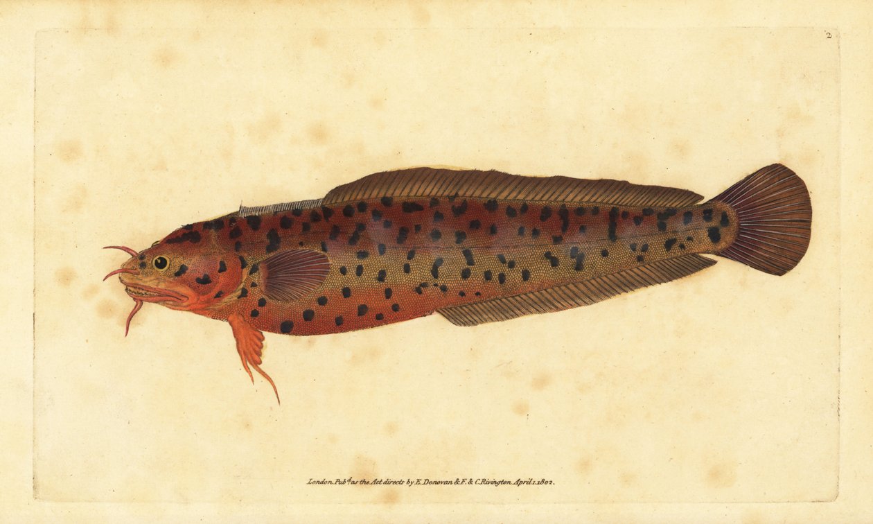 Kustkabeljauw, Gaidropsarus mediterraneus (Driebaardkabeljauw of rotskabeljauw, Gadus tricirratus). Handgekleurde kopergravure getekend en gegraveerd door Edward Donovan uit zijn Natural History of British Fishes, Donovan en F.C. en J. Rivington, Londen door Edward Donovan