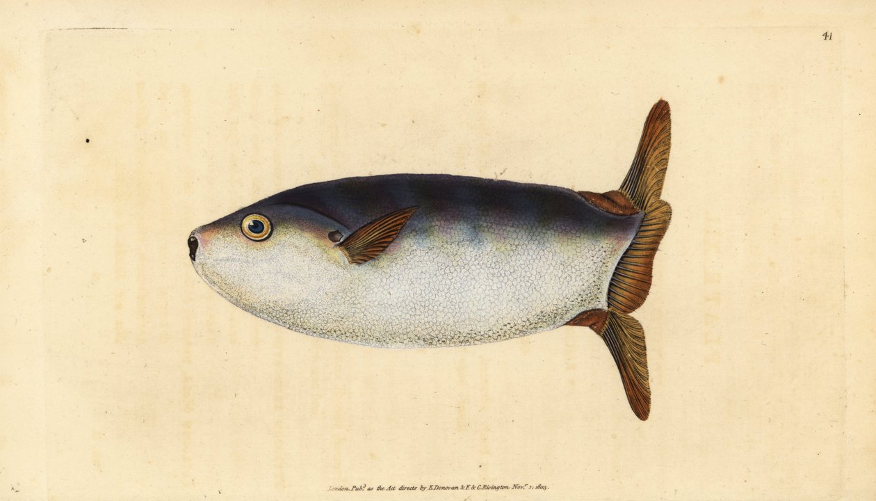 Slanke zonnevis, Ranzania laevis (Afgeknotte zonnevis, Tetrodon truncatus). Handgekleurde kopergravure getekend en gegraveerd door Edward Donovan uit zijn Natural History of British Fishes, Donovan en F.C. en J. Rivington, Londen door Edward Donovan
