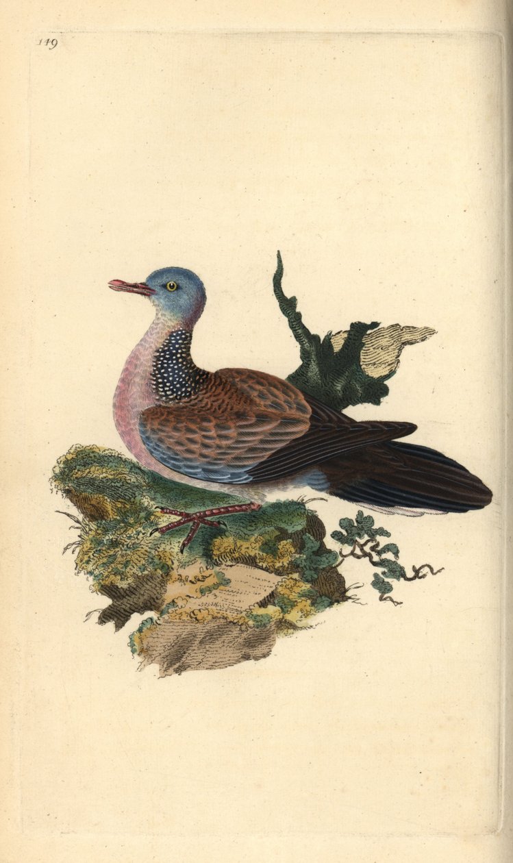 Spikkeltortel of pancou, Spilopelia chinensis. Handgekleurde koperplaat getekend en gegraveerd door Edward Donovan uit zijn eigen Natural History of British Birds, Londen door Edward Donovan