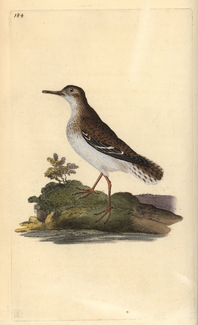 Amerikaanse oeverloper, Actitis macularia. Handgekleurde koperplaat getekend en gegraveerd door Edward Donovan uit zijn eigen 