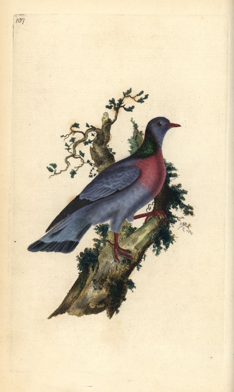 Holenduif, Columba oenas door Edward Donovan