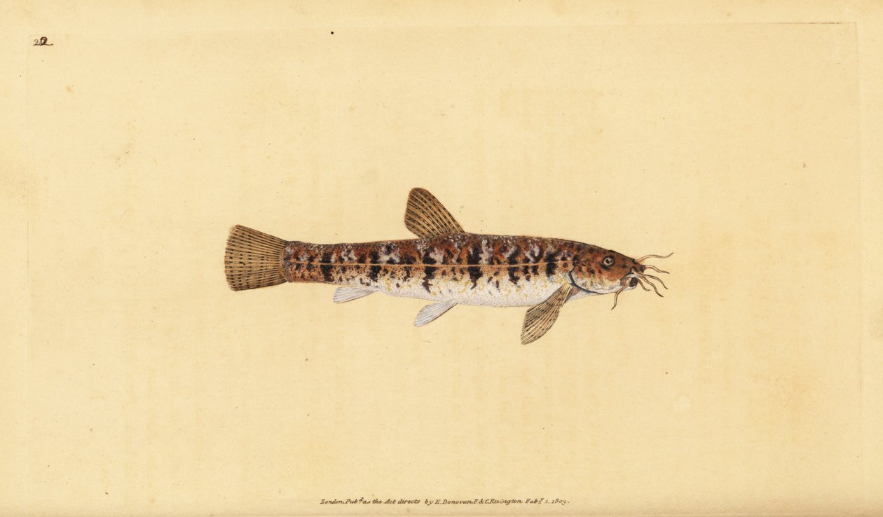 Steenslijmvis, Barbatula barbatula. Handgekleurde kopergravure getekend en gegraveerd door Edward Donovan uit zijn Natural History of British Fishes, Donovan en F.C. en J. Rivington, Londen door Edward Donovan