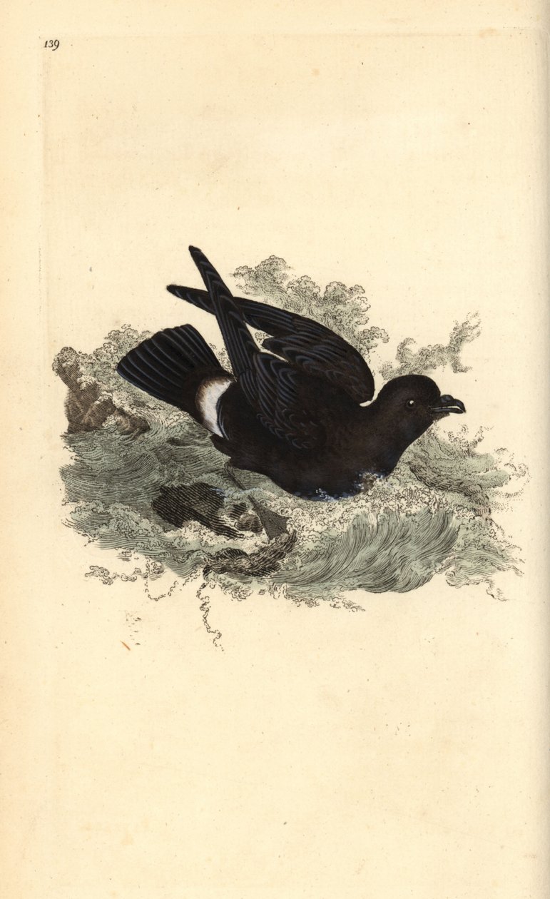 Stormvogel, Hydrobates pelagicus. Handgekleurde koperplaat getekend en gegraveerd door Edward Donovan uit zijn Natural History of British Birds, Londen door Edward Donovan