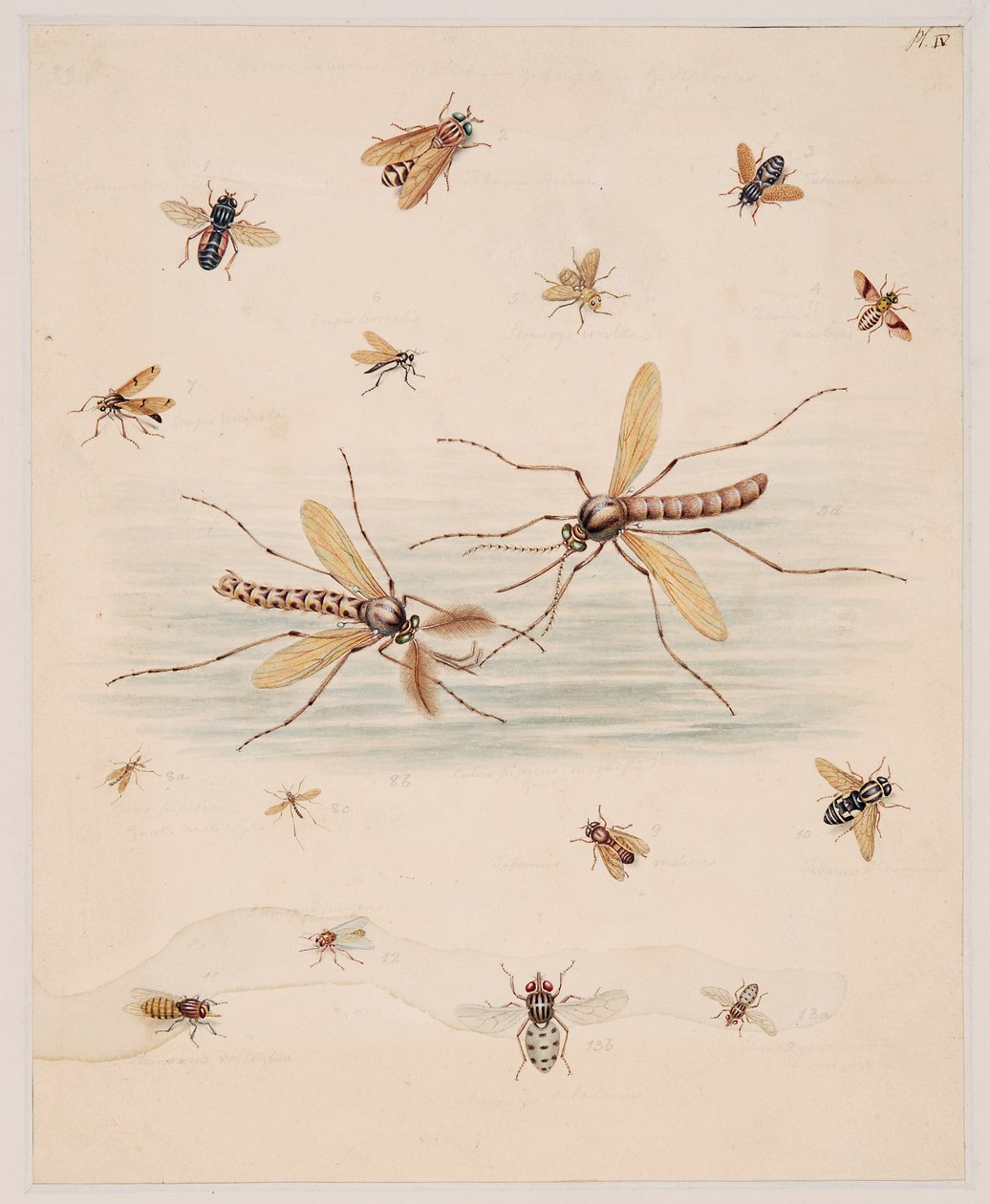 Studies van ongewervelde dieren, Deel II door Edward Donovan