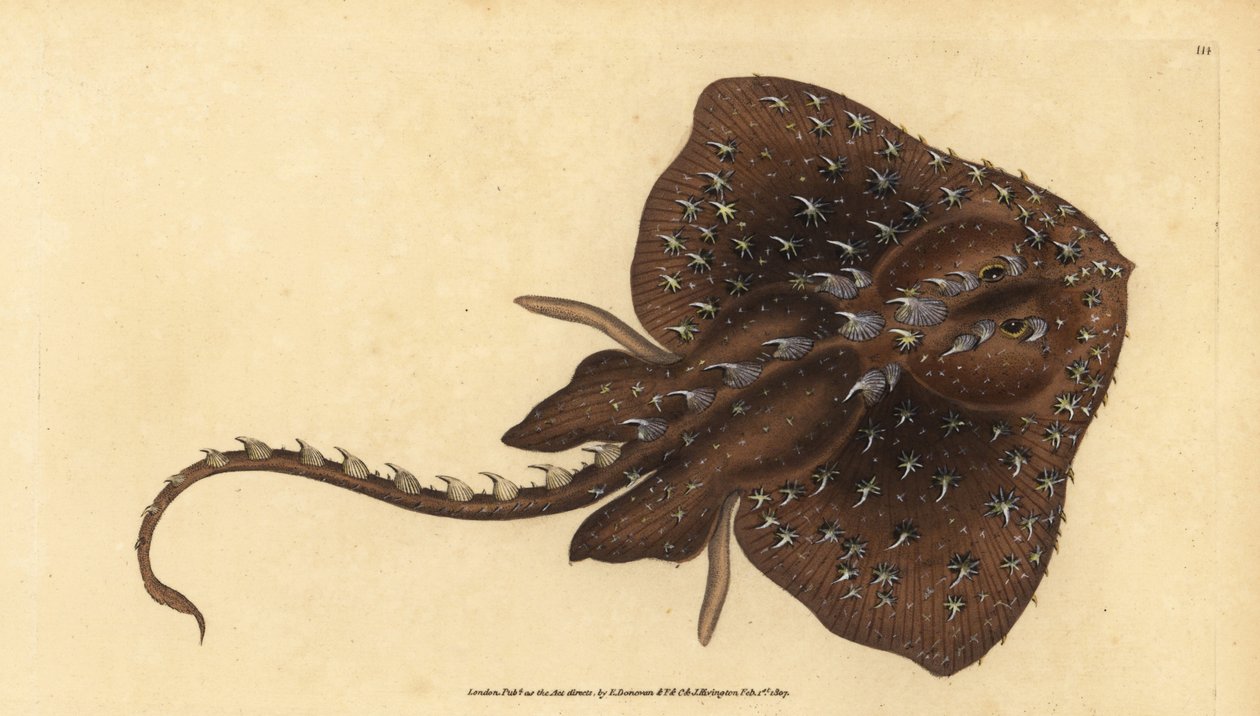 Doornige rog, Amblyraja radiata (Sterrog, Raja radiata). Kwetsbaar. Handgekleurde koperplaat getekend en gegraveerd door Edward Donovan uit zijn Natural History of British Fishes, Donovan en F.C. en J. Rivington, Londen door Edward Donovan