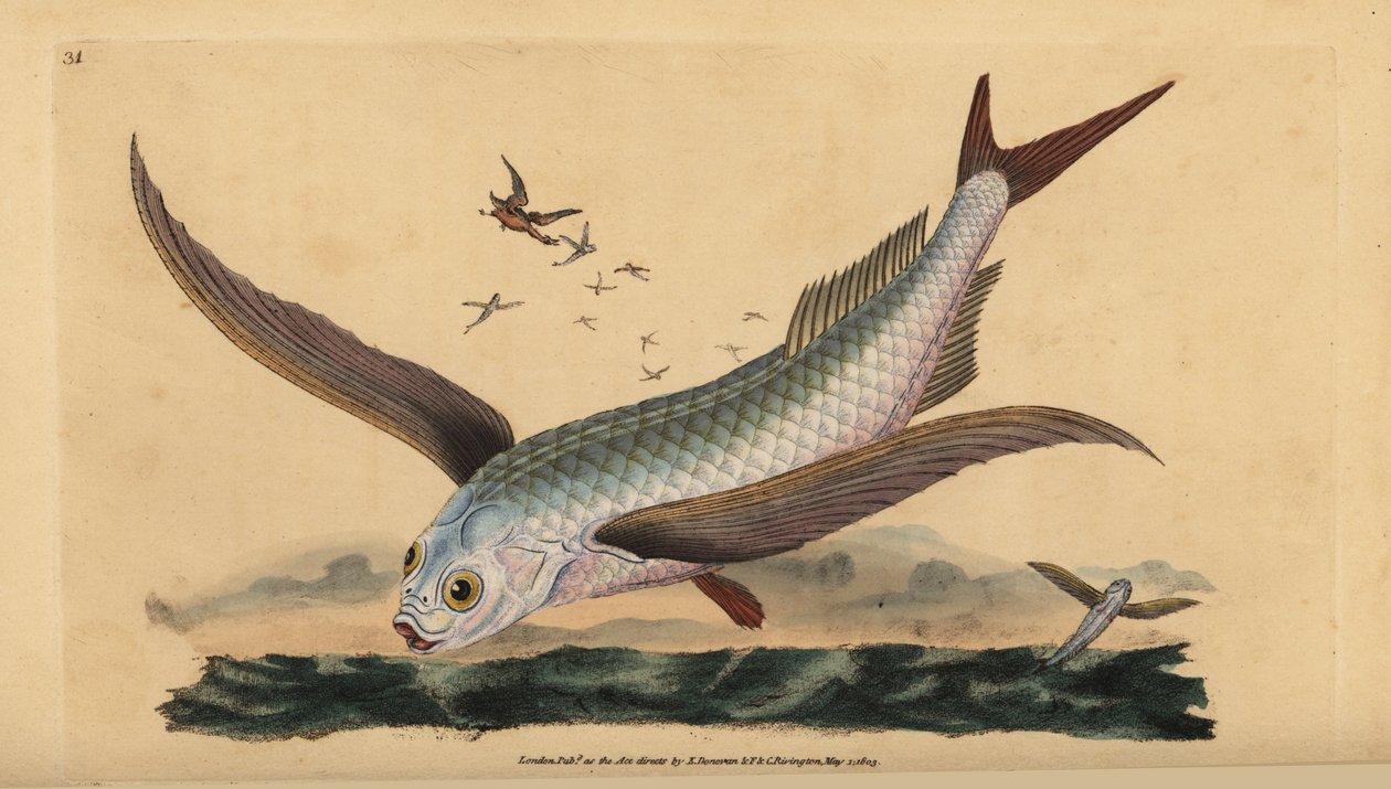 Tropische tweevleugelige vliegende vis of gewone vliegende vis. Handgekleurde koperplaat getekend en gegraveerd door Edward Donovan uit zijn Natural History of British Fishes, Donovan en F.C. en J. Rivington, Londen door Edward Donovan