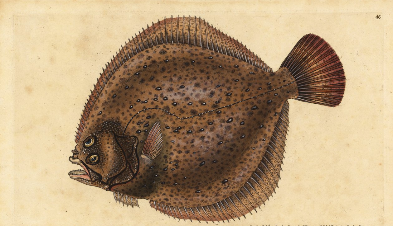 Tarbot, Scophthalmus maximus (Pleuronectes maximus). Handgekleurde koperplaat getekend en gegraveerd door Edward Donovan uit zijn Natural History of British Fishes, Donovan en F.C. en J. Rivington, Londen door Edward Donovan