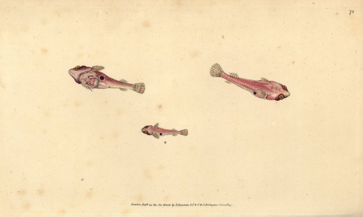 Tweekleppige zuignap, Diplecogaster bimaculata bimaculata door Edward Donovan