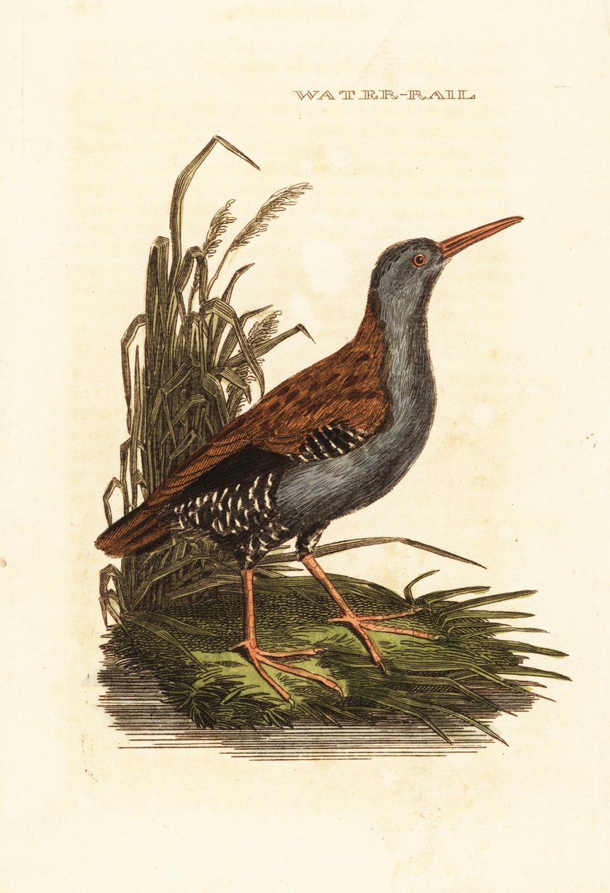 Waterral, Rallus aquaticus door Edward Donovan
