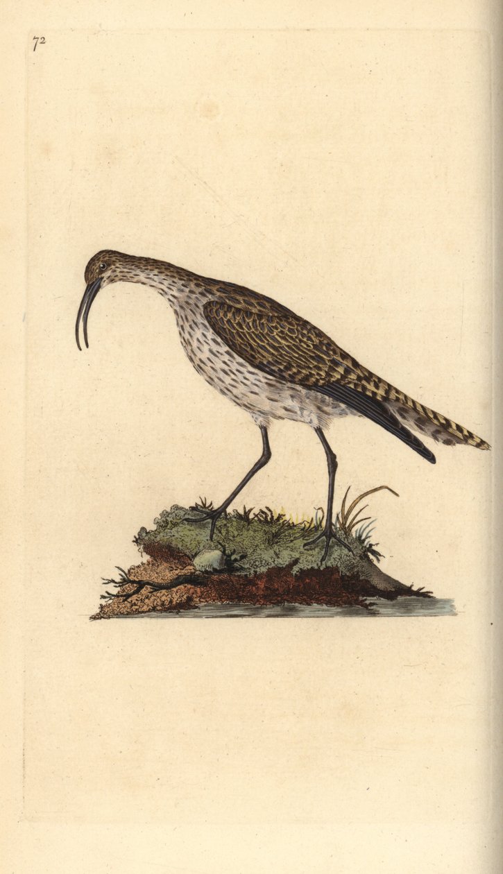Regenwulp, Numenius phaeopus. Handgekleurde kopergravure getekend en gegraveerd door Edward Donovan uit zijn Natural History of British Birds, Londen door Edward Donovan