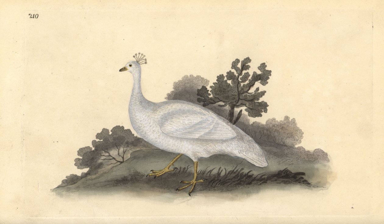 Witte kuifpauw (vrouwelijk), Pavo cristatus. Handgekleurde koperplaat ...