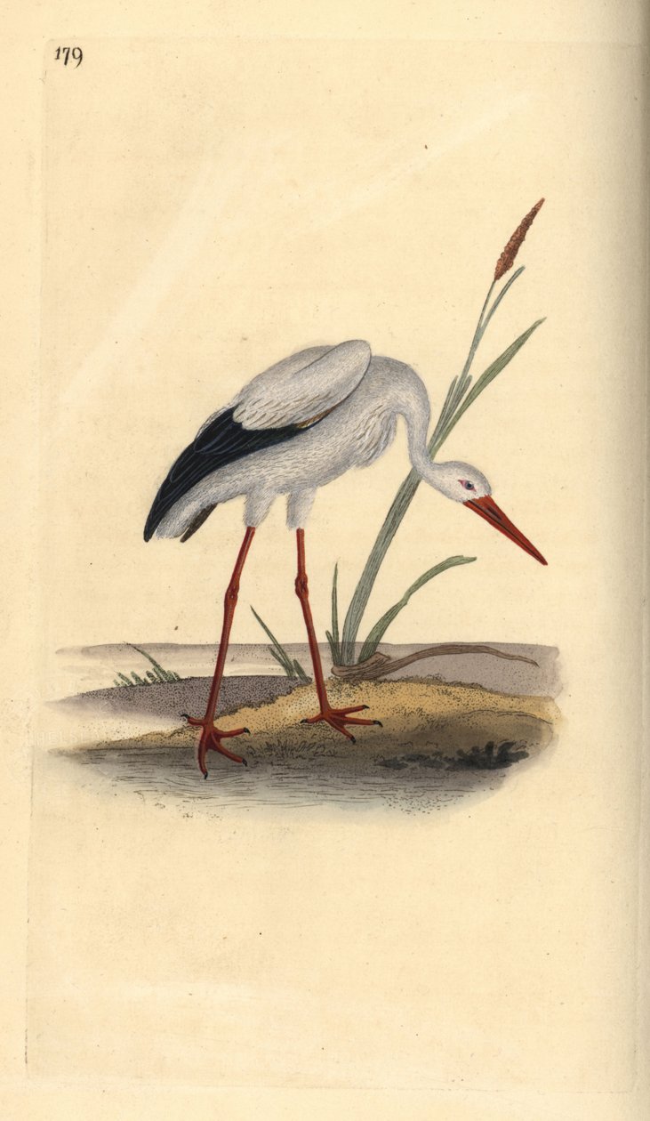 Witte ooievaar, Ciconia ciconia. Handgekleurde koperplaat getekend en gegraveerd door Edward Donovan uit zijn eigen Natural History of British Birds, Londen door Edward Donovan