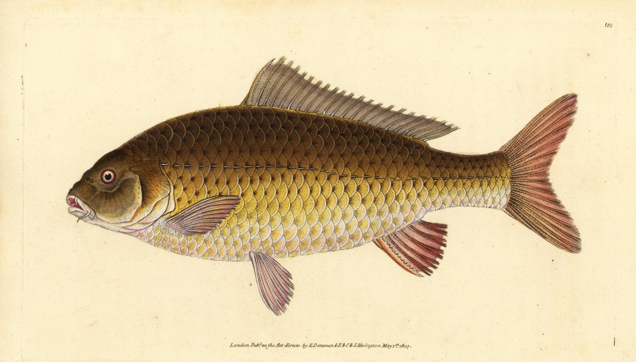 Wilde gewone karper, Cyprinus carpio. Kwetsbaar. Handgekleurde kopergravure getekend en gegraveerd door Edward Donovan uit zijn Natural History of British Fishes, Donovan en F.C. en J. Rivington, Londen door Edward Donovan