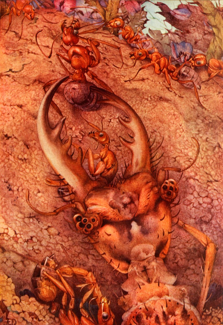 De Mierenleeuw, 1914 door Edward Julius Detmold