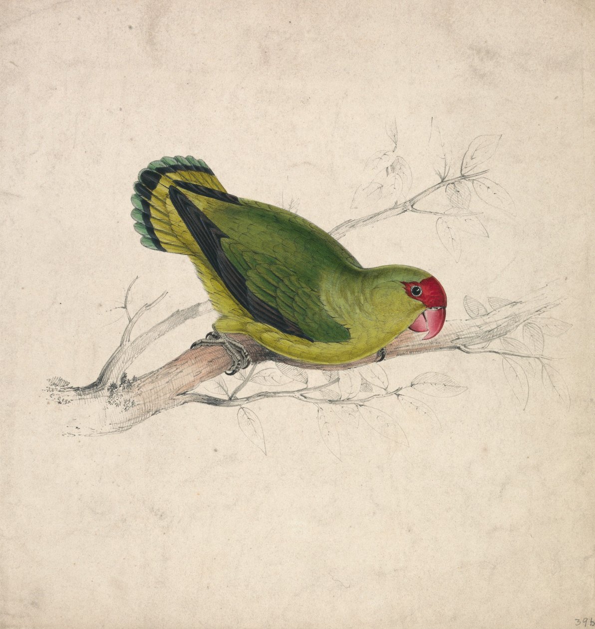 Abessijnse parkiet (plaat 39) door Edward Lear