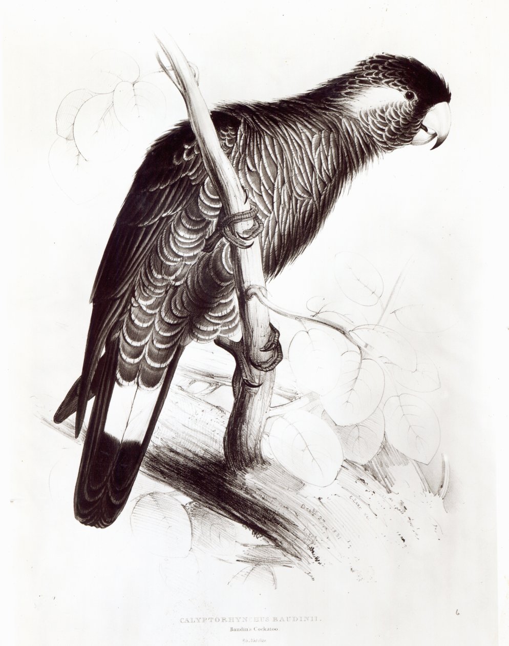 Calyptorhynchus Baudinii, of Baudin