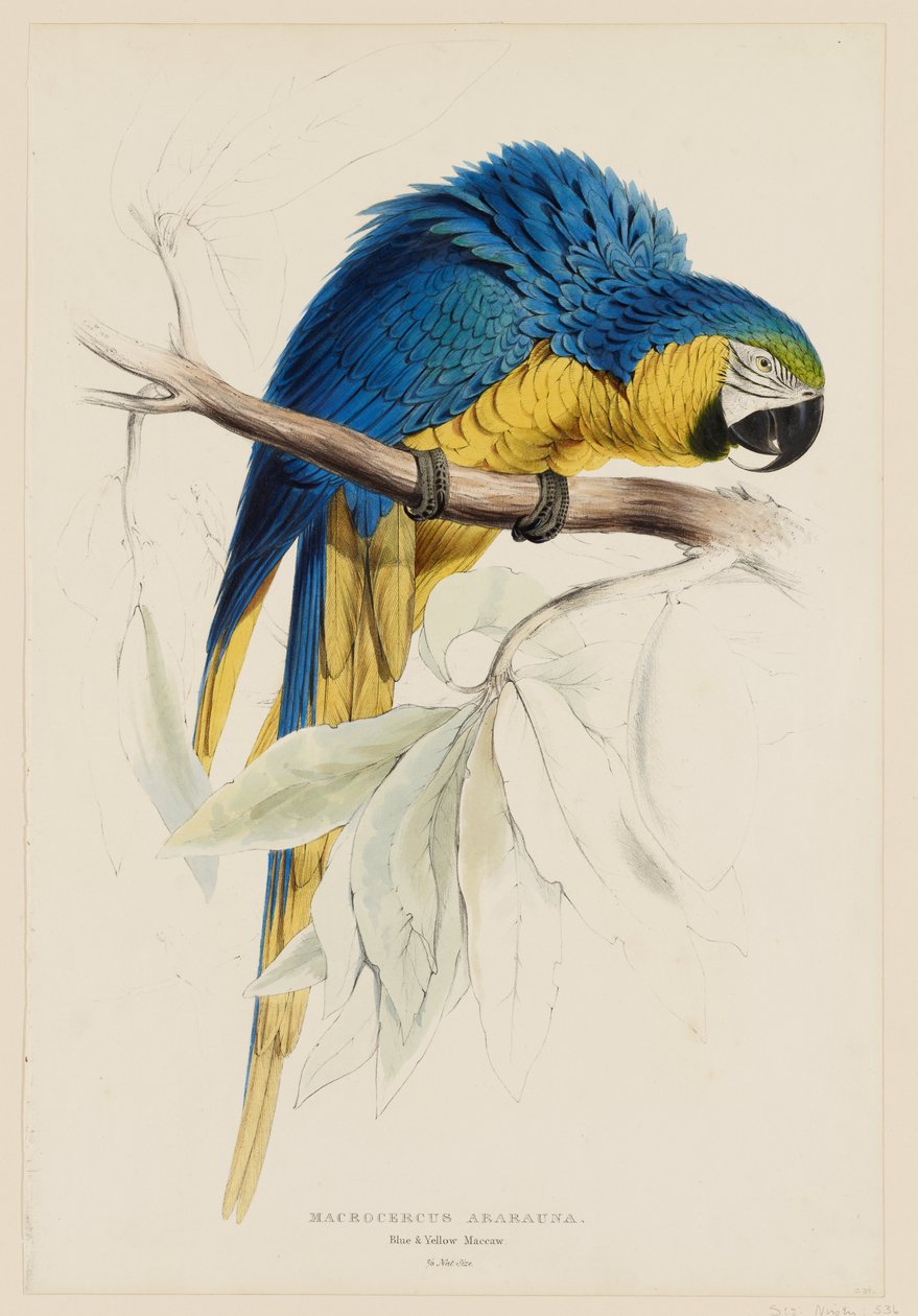 Macrocercus ararauna.  Blauw-gele ara. door Edward Lear