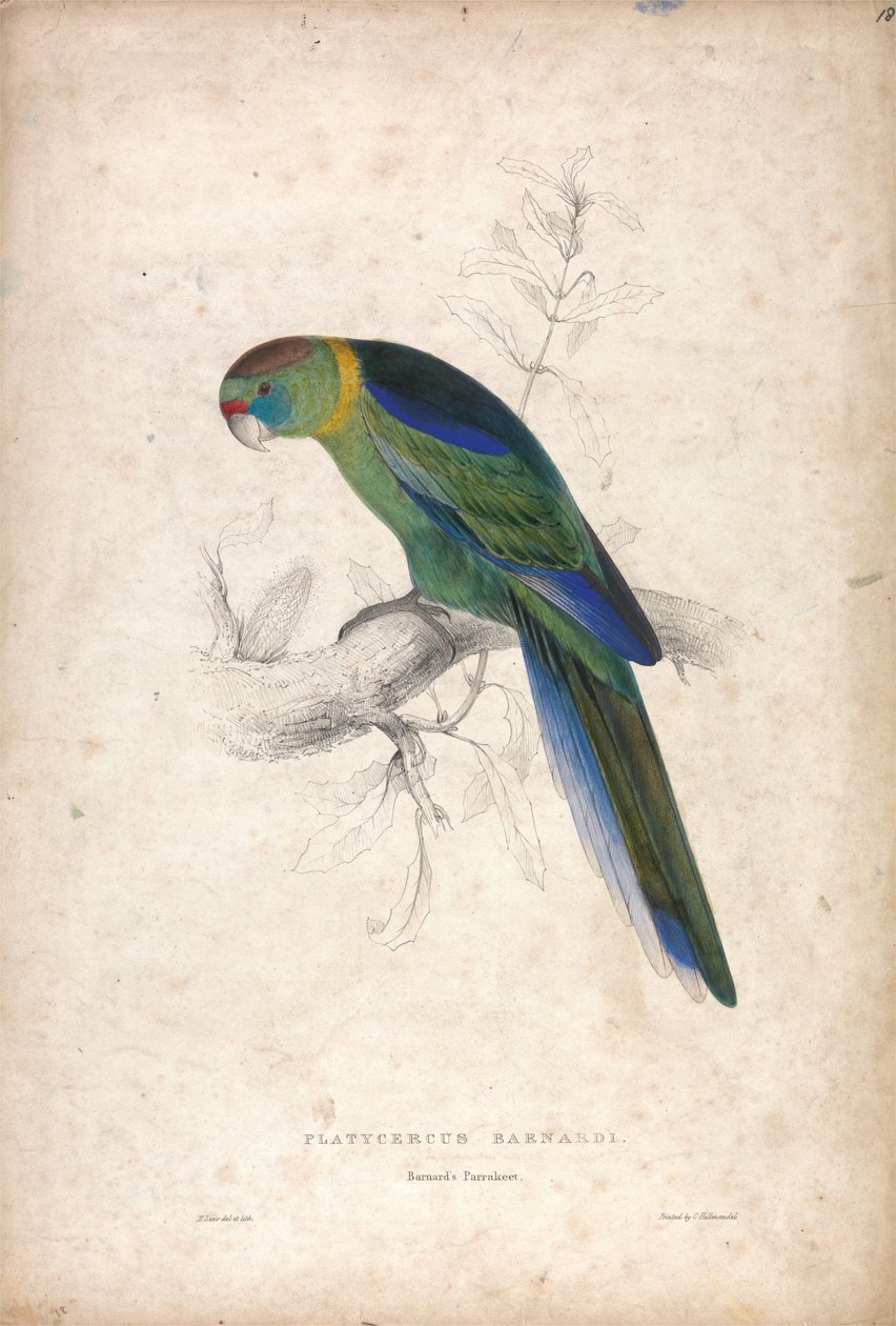 Platycerus Barnardi / Barnards parkiet (plaat 18) door Edward Lear