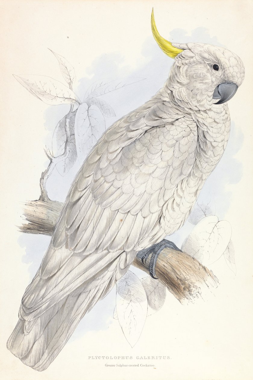 Plyctolophus Galeritus. Grote zwavelkuifkaketoe. door Edward Lear