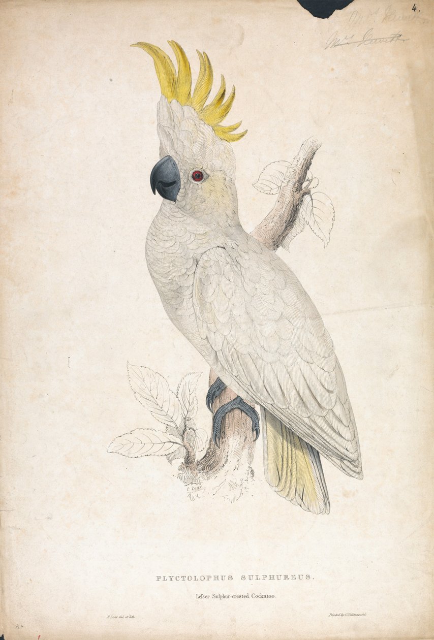 Plyctophus sulphureus / Kleine geelkuifkaketoe (plaat 4) door Edward Lear