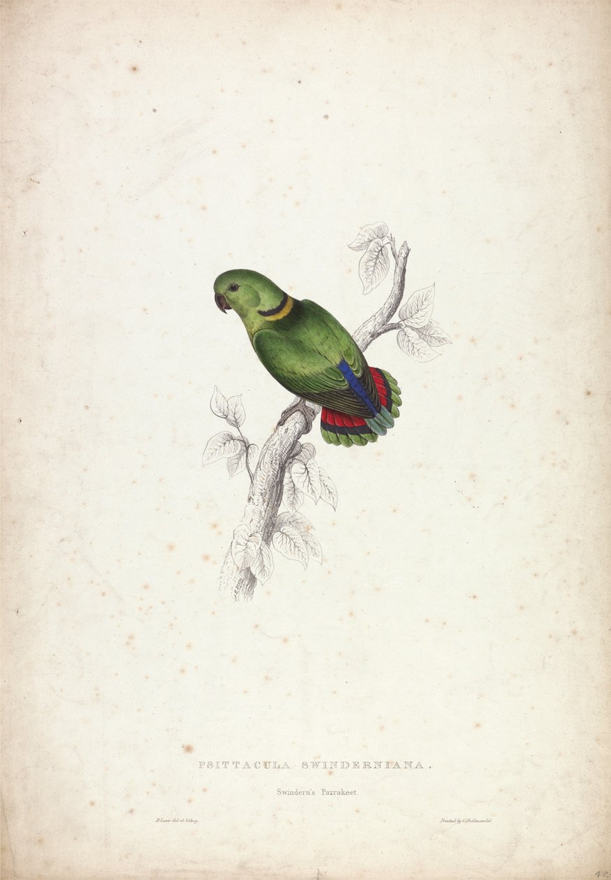 Psittacula Swinderniana. Swinderns parkiet door Edward Lear