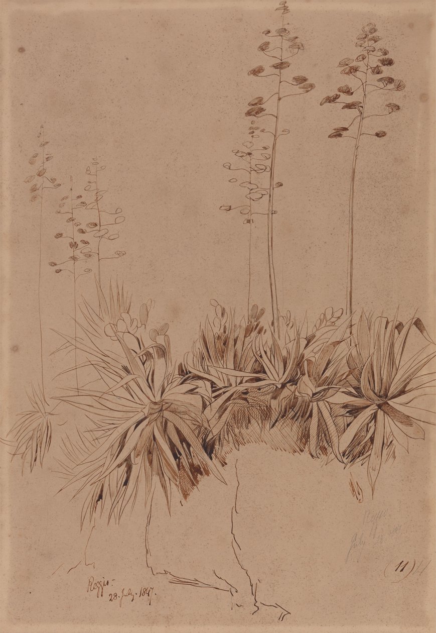 Reggio door Edward Lear