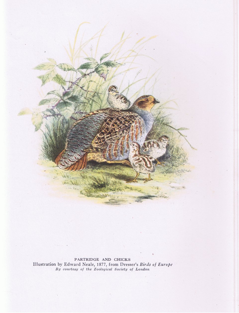 Patrijs en kuikens, Natuur in Groot-Brittannië uitgegeven door Collins door Edward Neale