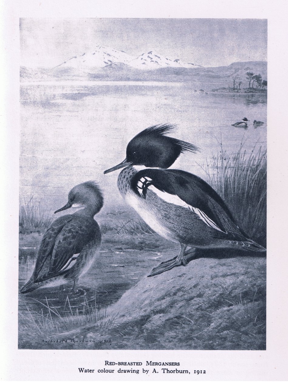 Roodborstzaagbek, Natuur in Groot-Brittannië uitgegeven door Collins, 1946 door Edward Neale