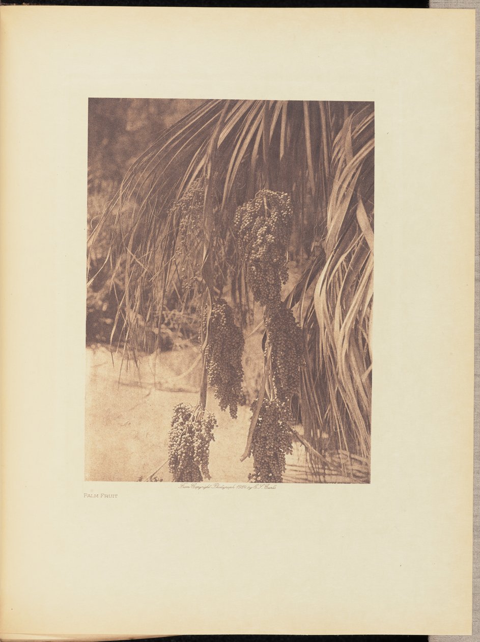Palmvruchten door Edward S. Curtis