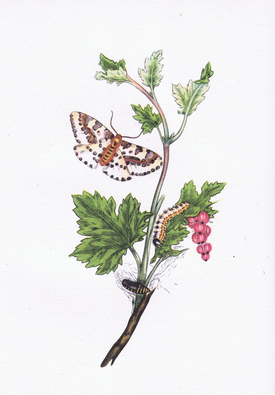 Magpie of Currant Moth, Nature in Britain gepubliceerd door Collins, 1946 door Edward after Donovan