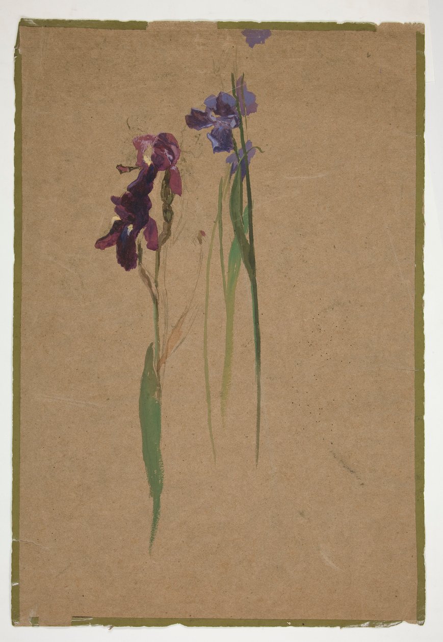 Studie van irissen door Edwin Austin Abbey