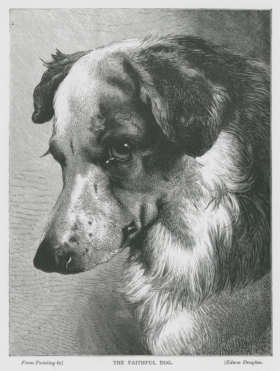 De trouwe hond (gravure) door Edwin Douglas