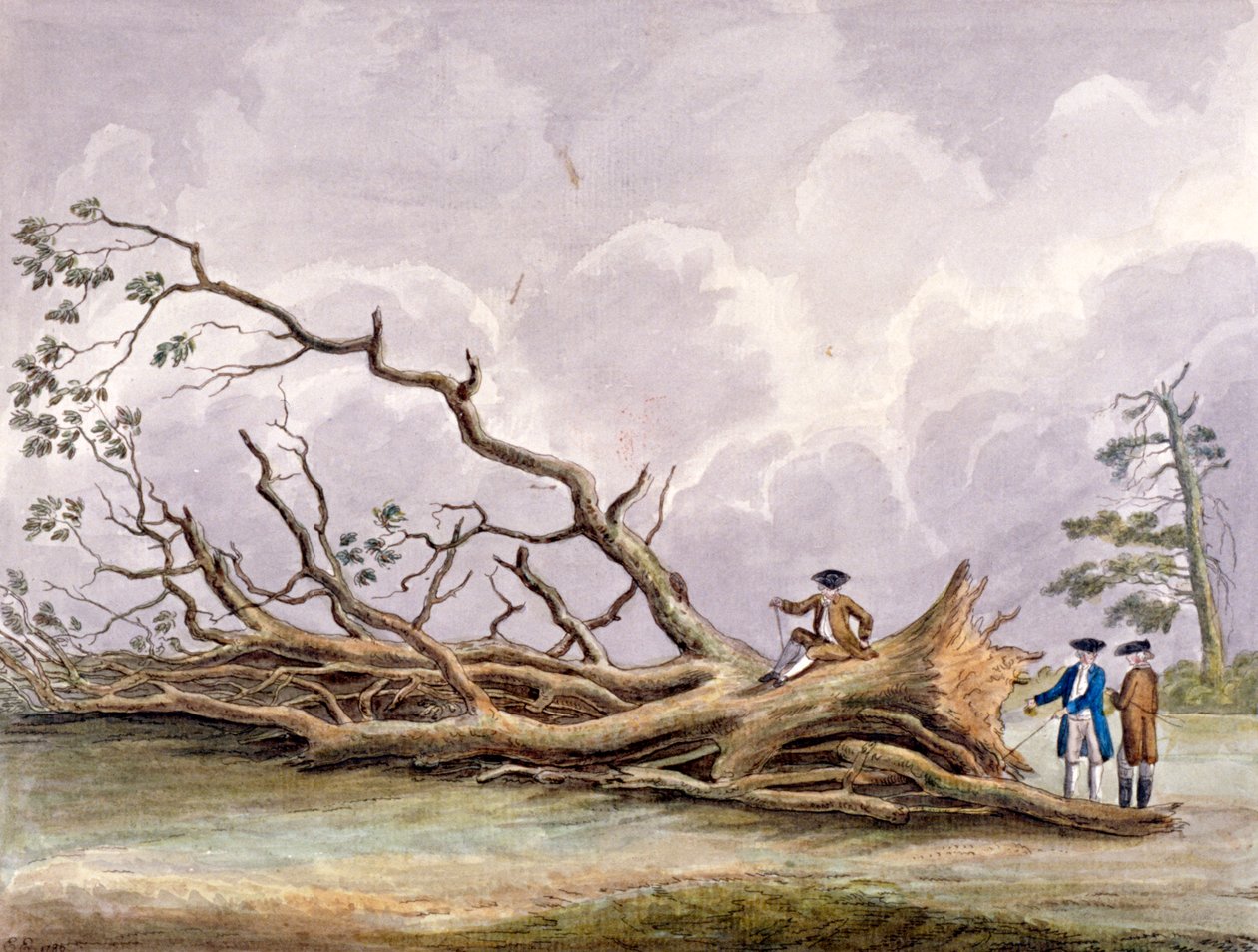 Bomen beschadigd door een storm op 15 oktober, Roehampton, Londen door Edwin Edwards