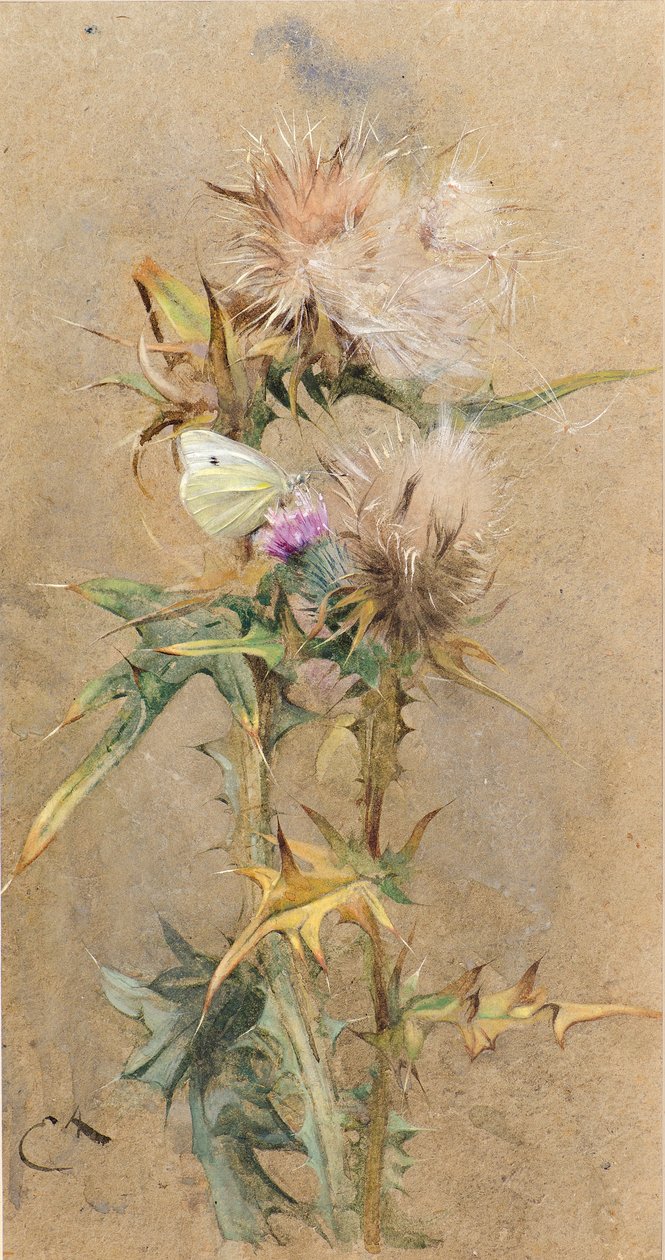 Distels en vlinder door Edwin John Alexander