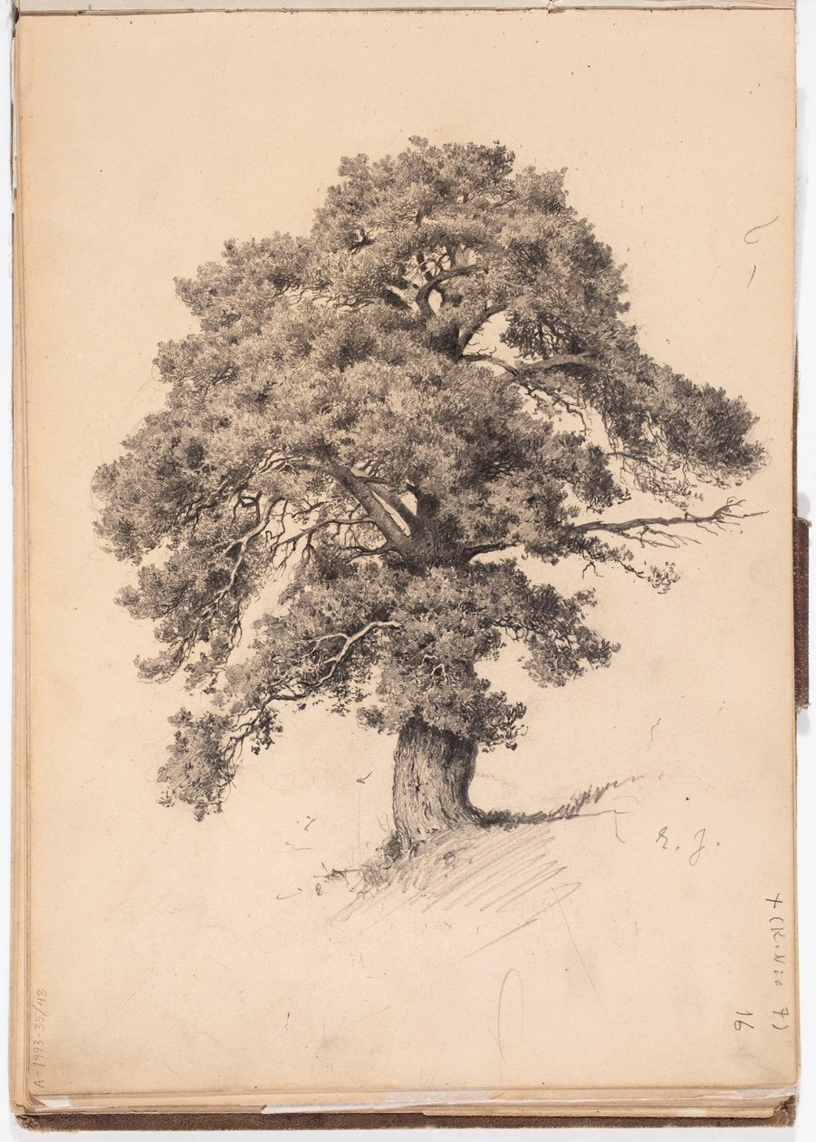 Pijnboom, pagina uit Järnefelts schetsboek door Eero Järnefelt