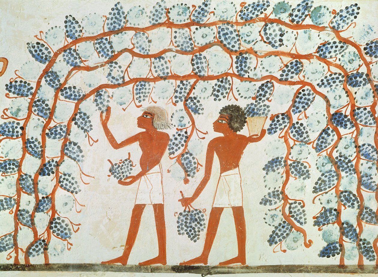 Druiven plukken, uit het graf van Nakht door Egyptian 18th Dynasty