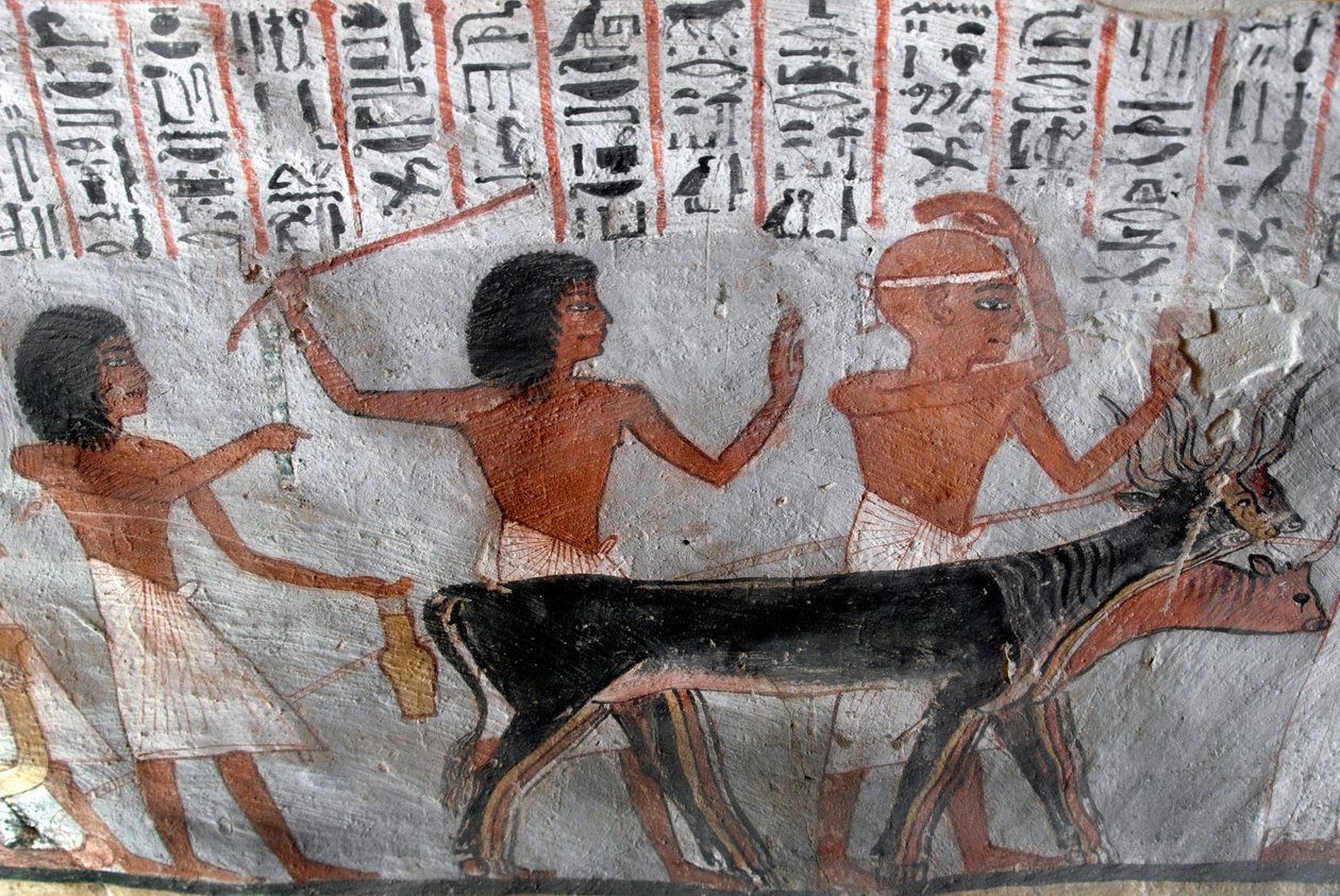 Egyptische oudheid: personages die veehoofden leiden. Schilderij van het graf van Roy (TT255). 18e dynastie. Van de Westelijke Jordaanoever van Luxor, Egypte door Egyptian 18th Dynasty