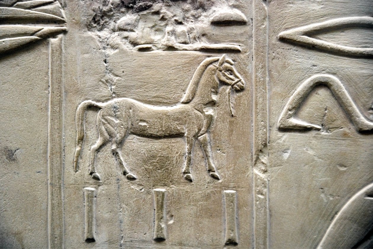 Egyptische antiquiteit: voorstelling van een paard. Laag reliëf van het graf van de Vizier Ramose (18e dynastie). Luxor, Thebe, Vallei der Edelen Egypte door Egyptian 18th Dynasty