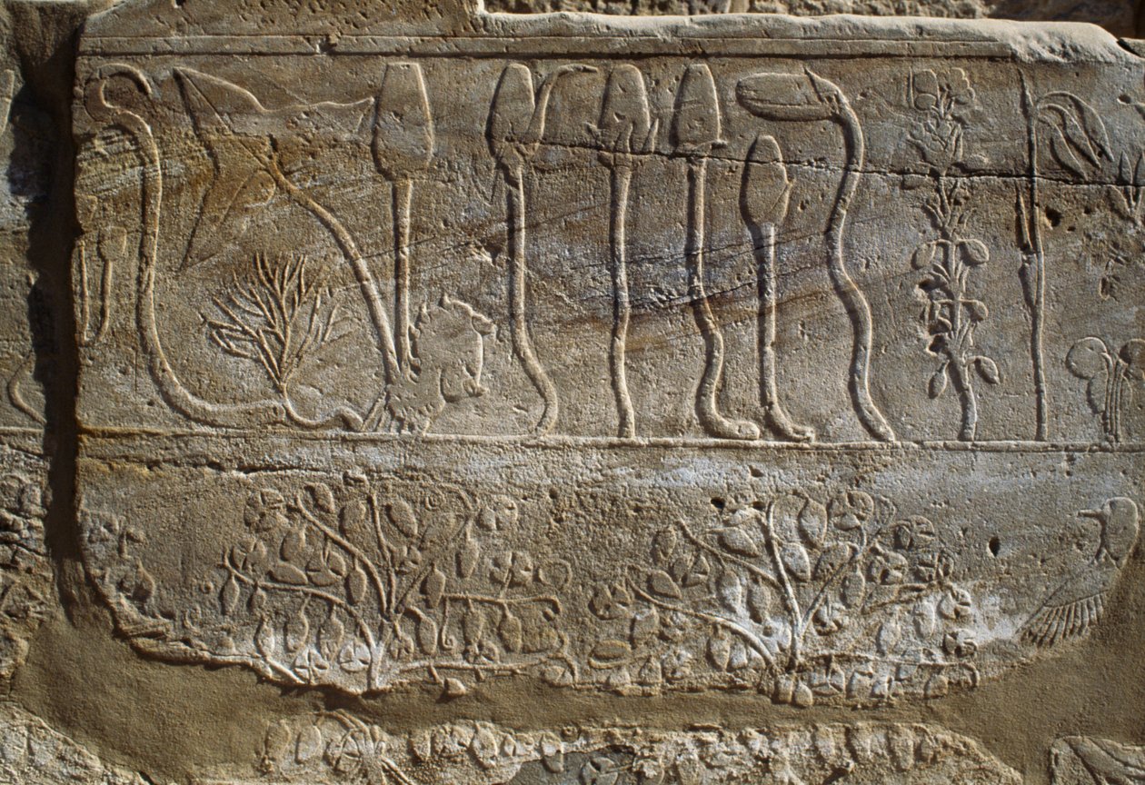 Reliëf van dieren en planten aangeboden aan Amun door Thoetmosis III na zijn terugkeer van de campagne in Syrië in 1465 v.Chr., Botanische Tuinkamer, Karnak, Thebaanse Necropolis, Luxor, Egypte, Nieuwe Rijk, Dynastie XVIII door Egyptian 18th Dynasty