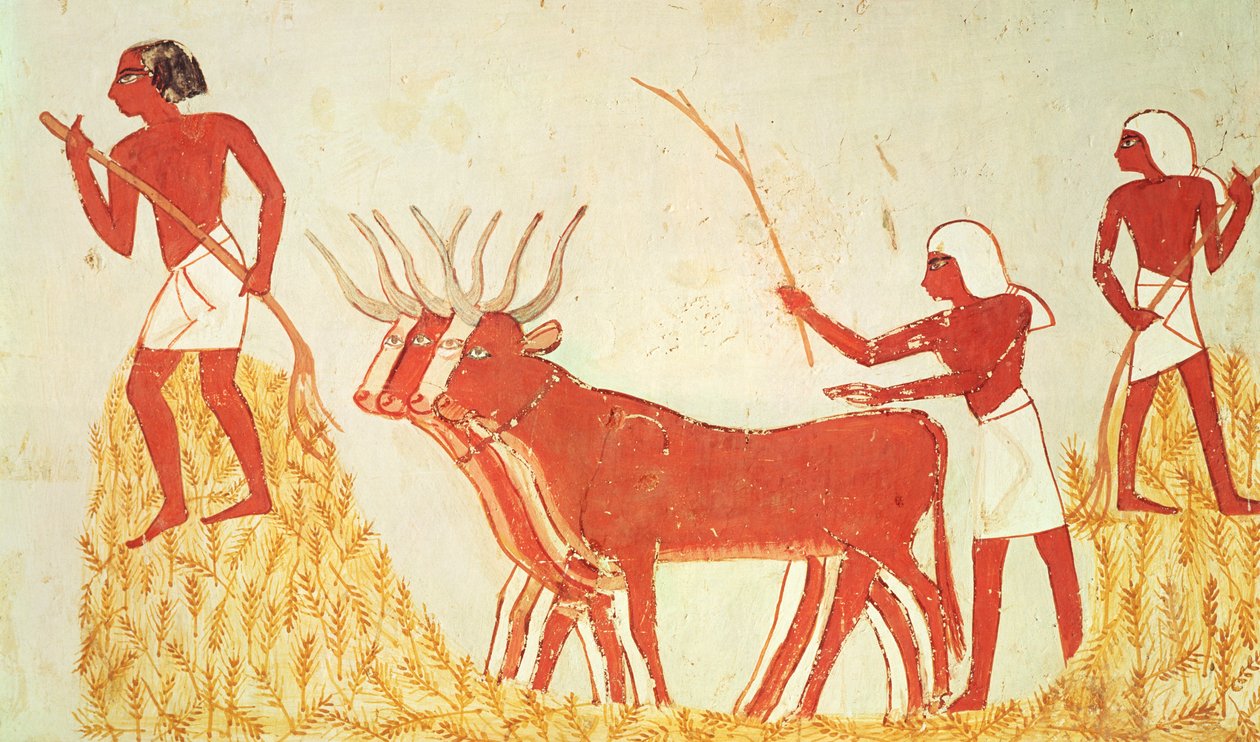 Koeien gebruiken om tarwe te vertrappen, uit het graf van Menna door Egyptian 18th Dynasty