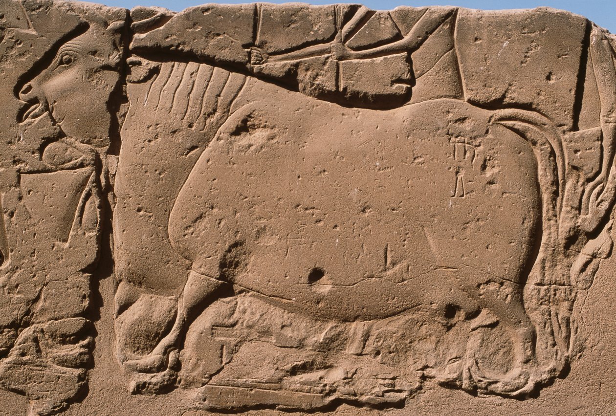 Detail van een reliëf met een koe, Ramses II (1298-32 v.Chr.) binnenplaats (detail) door Egyptian 19th Dynasty