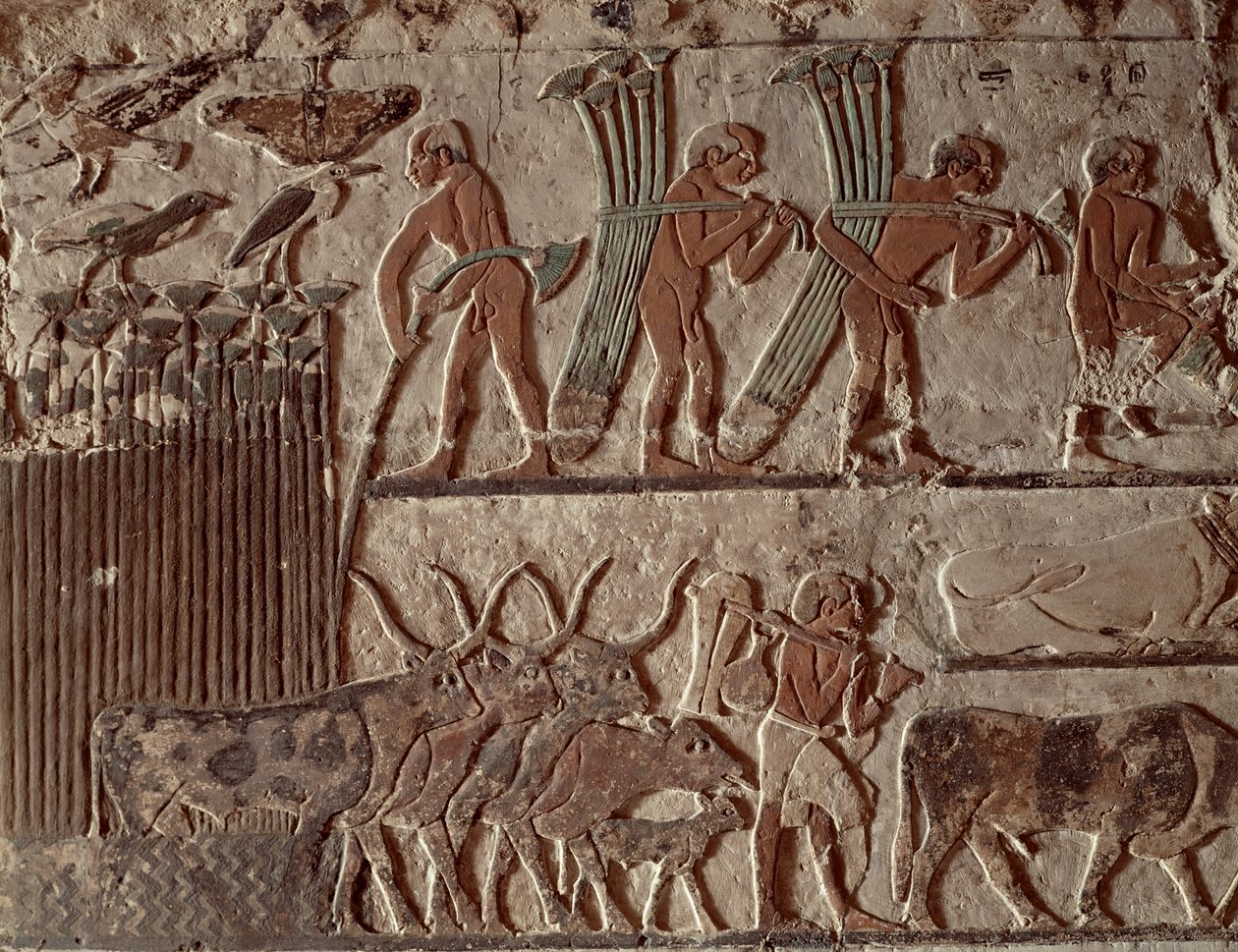 Papyrus oogsten en een groep koeien, Oude Koninkrijk door Egyptian 5th Dynasty