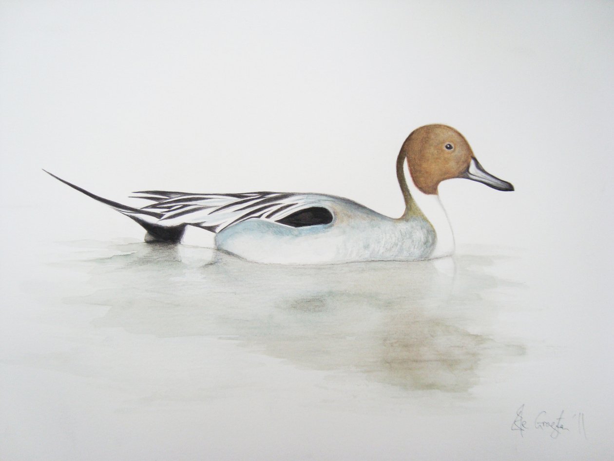 Pintail Eend, 2011 (aquarelverf en potlood) door Eleanor Grafton