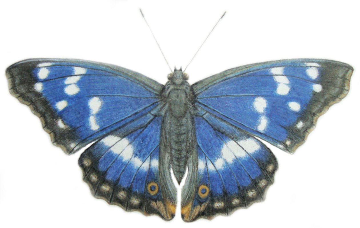 Purple Emperor, 2012 (aquarelverf en potlood op papier) door Eleanor Grafton