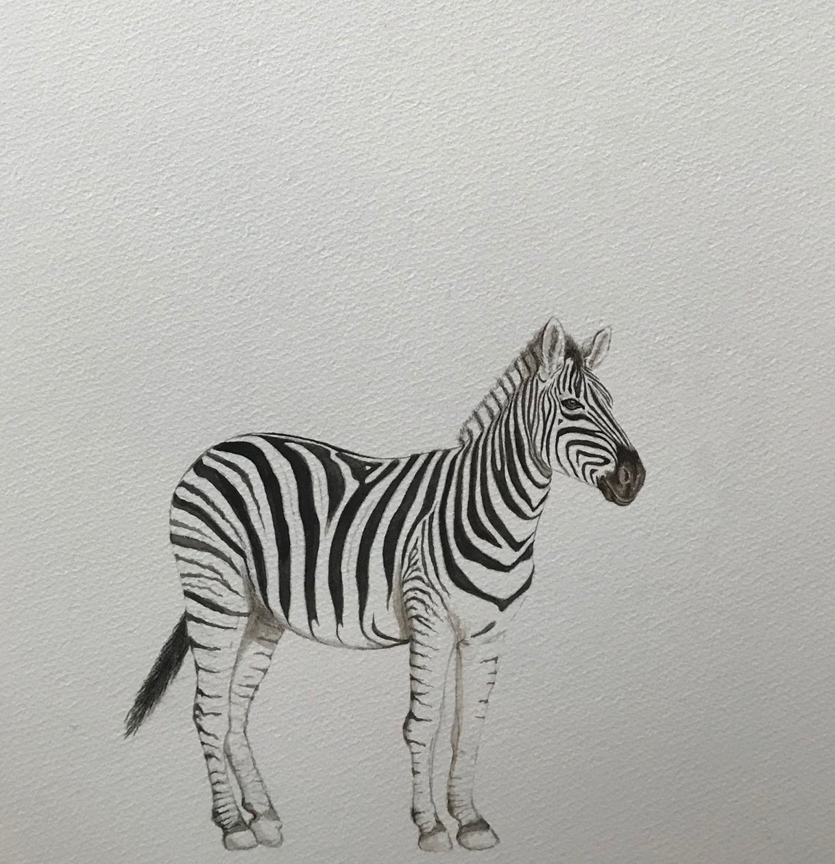 Zebra, 2018 (aquarelpotlood en verf) door Eleanor Grafton
